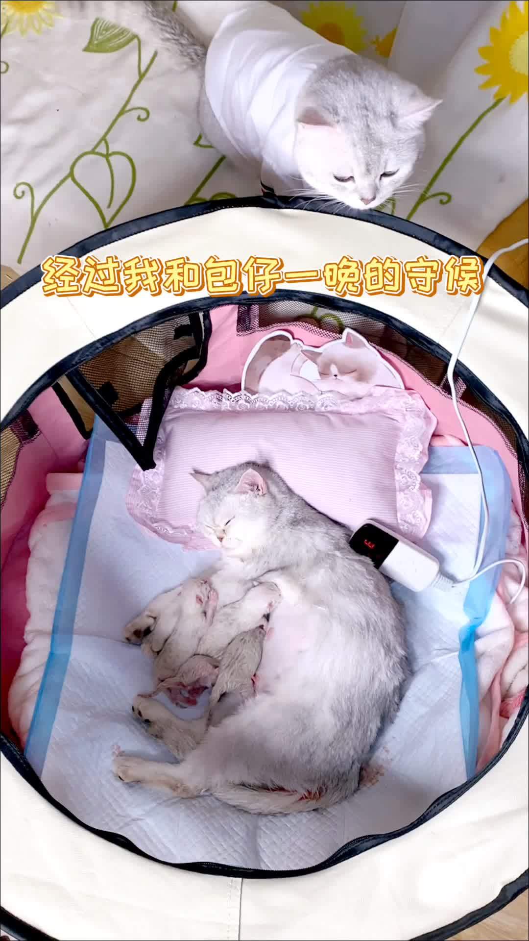 母猫生崽: 辣条终于生啦